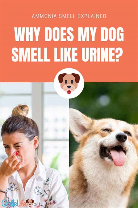 Why does my dog smell my period?