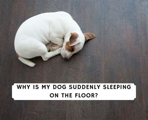Why does my dog suddenly want to sleep alone?