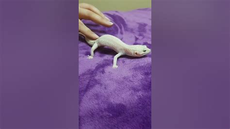 Why does my gecko arch its back when I pet him?