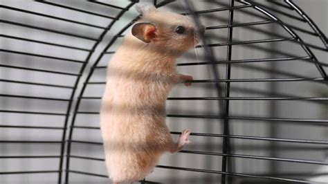 Why does my hamster climb his cage when he sees me?