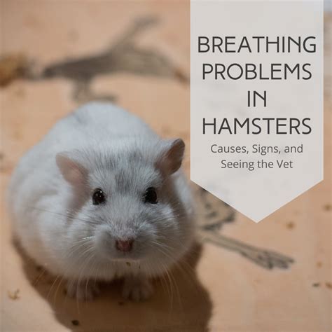 Why does my hamster feel skinny?