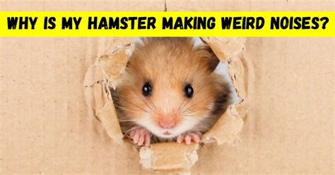 Why does my hamster make weird noises?