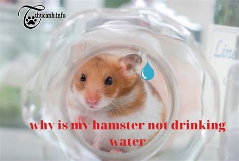 Why does my hamster not drink water?