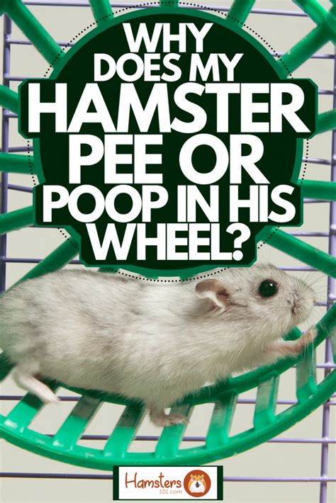 Why does my hamster poop when I hold him?