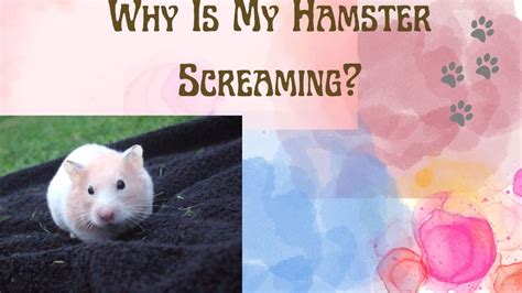 Why does my hamster scream when I touch it?