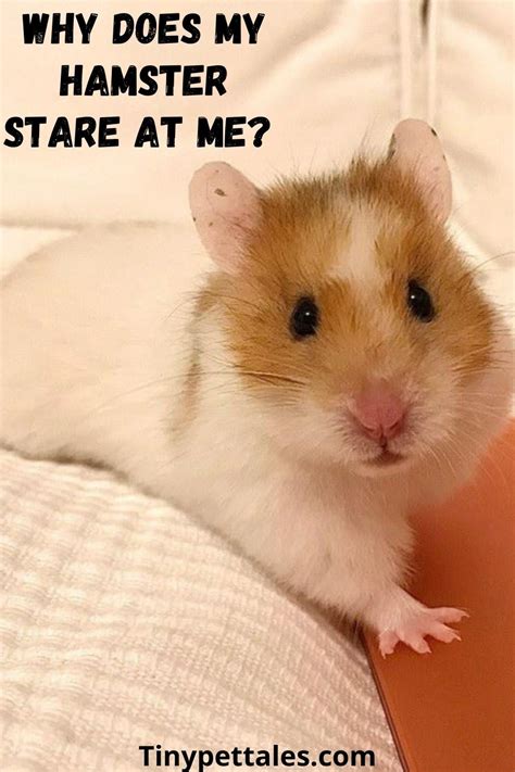 Why does my hamster stare at me?