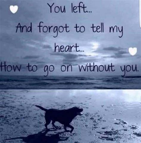 Why does my heart hurt after losing a pet?