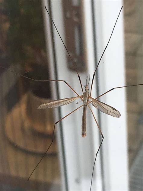 Why does my house have so many daddy long legs?