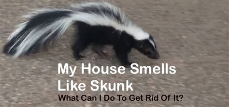 Why does my house suddenly smell like a skunk?