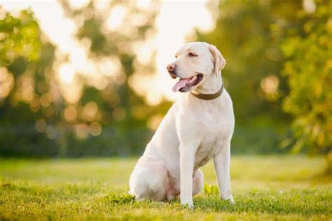 Why does my lab puppy look so skinny?