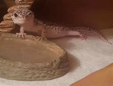 Why does my leopard gecko hate water?