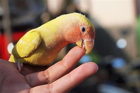 Why does my parrot bite me hard?