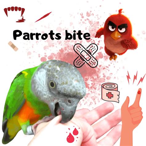 Why does my parrot bite me when I feed him?