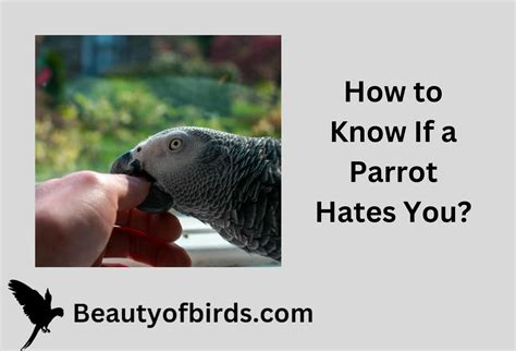 Why does my parrot hate me all of a sudden?