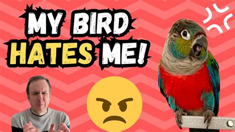 Why does my parrot hates me?