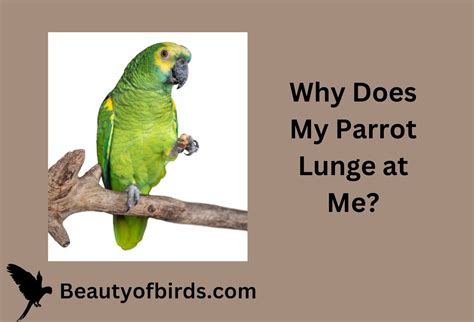 Why does my parrot lunge at me?