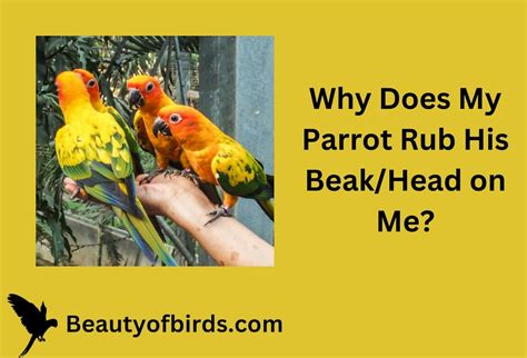 Why does my parrot not like me?