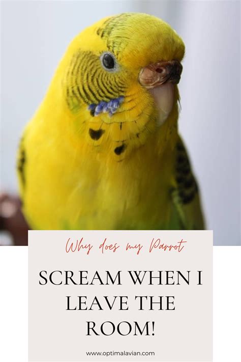 Why does my parrot scream when I leave the room?