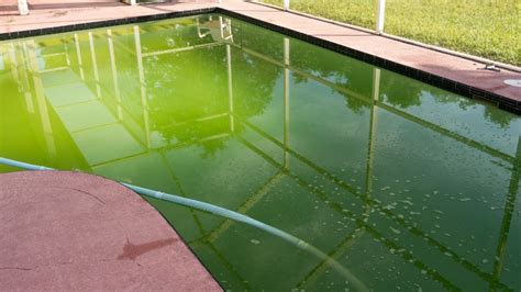 Why does my pool look green but the water is clear?