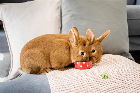 Why does my rabbit eat so quickly?
