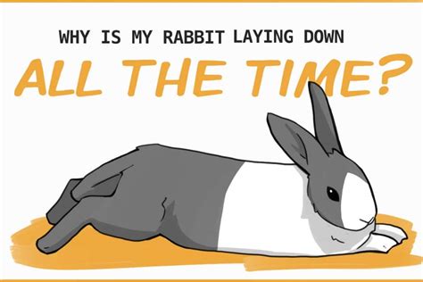 Why does my rabbit lay down when I pet him?