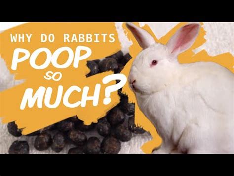 Why does rabbit poop smell?