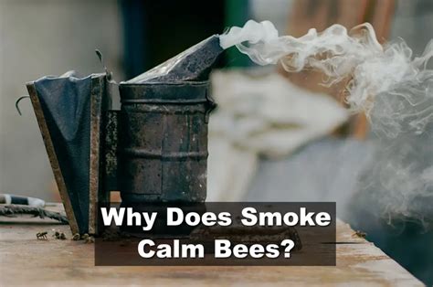Why does smoke calm bees?