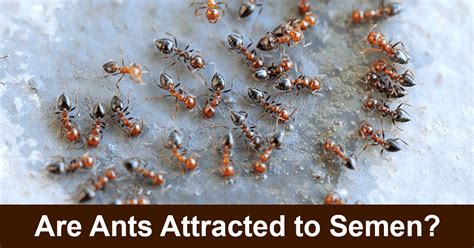 Why does sperm attract ants?