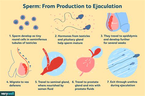 Why does sperm get crusty?