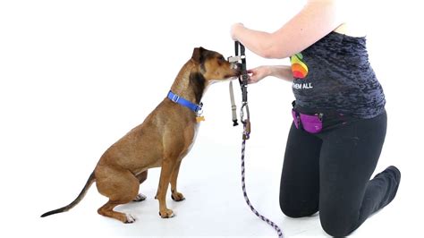 Why does the Easy Walk harness work?