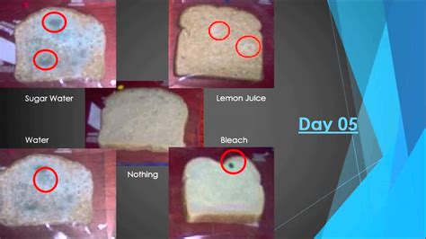 Why does wet bread mold faster than dry bread?