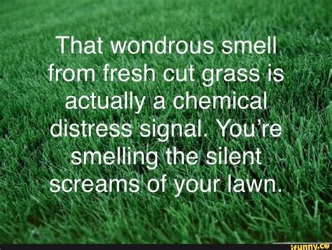 Why does wet grass smell?