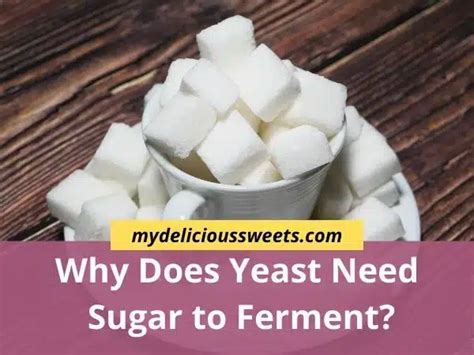 Why does yeast need sugar to rise?