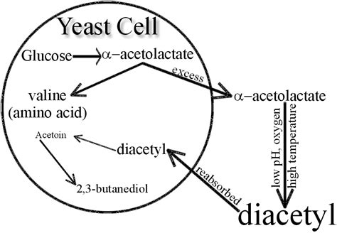 Why does yeast produce diacetyl?