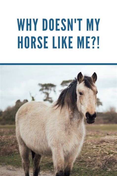 Why doesn't my horse like me?