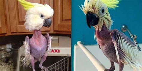 Why doesn't my parrot like me?