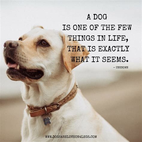 Why dog is the best gift?