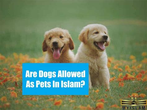 Why dog saliva is haram in Islam?