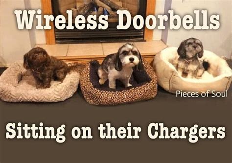 Why dogs don t like doorbells?