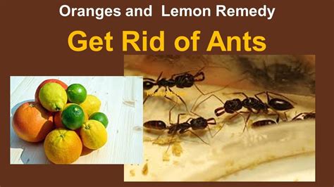 Why don't ants like lemons and oranges?