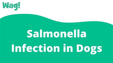 Why don't dogs get salmonella?