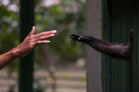 Why don't monkeys have thumbs?