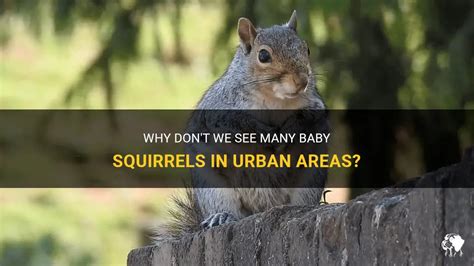 Why don't we see baby squirrels?