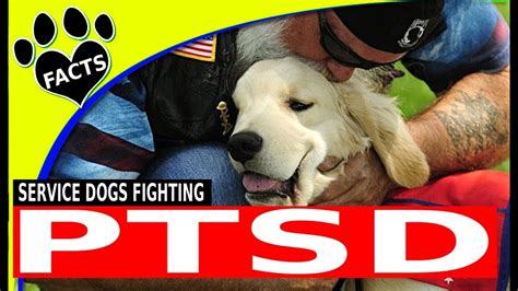 Why don t animals get PTSD?