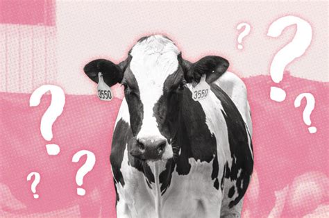 Why don t cows get pregnant?
