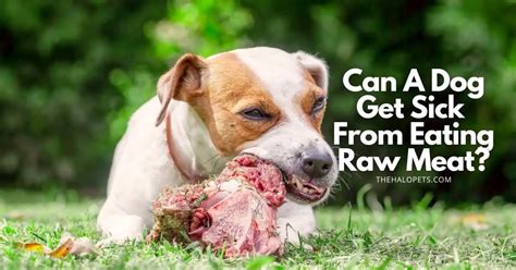 Why don t dogs get sick from raw meat?