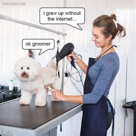 Why don t dogs like going to the groomers?