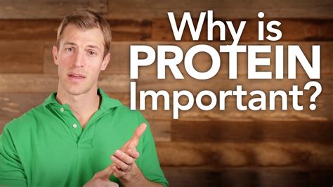 Why eat protein every 3 hours?