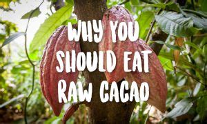 Why eat raw cacao?