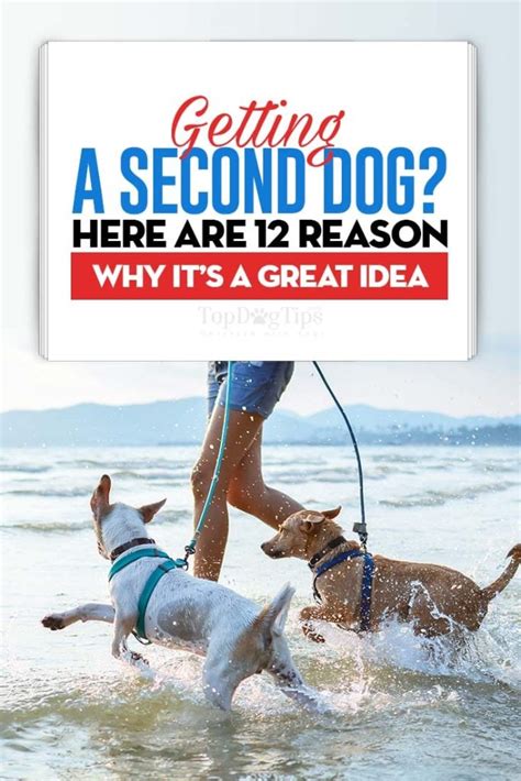 Why get a 2nd dog?